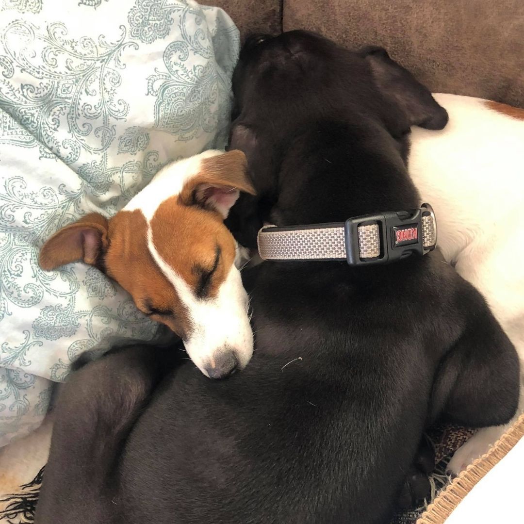 2 dogs cuddling