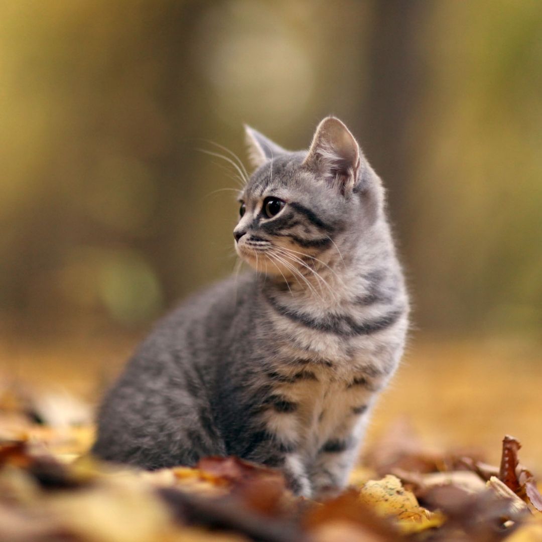 grey tabby cat sitting on leaves