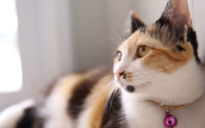 Top 8 Ways to Enrich Your Indoor Cat’s Life