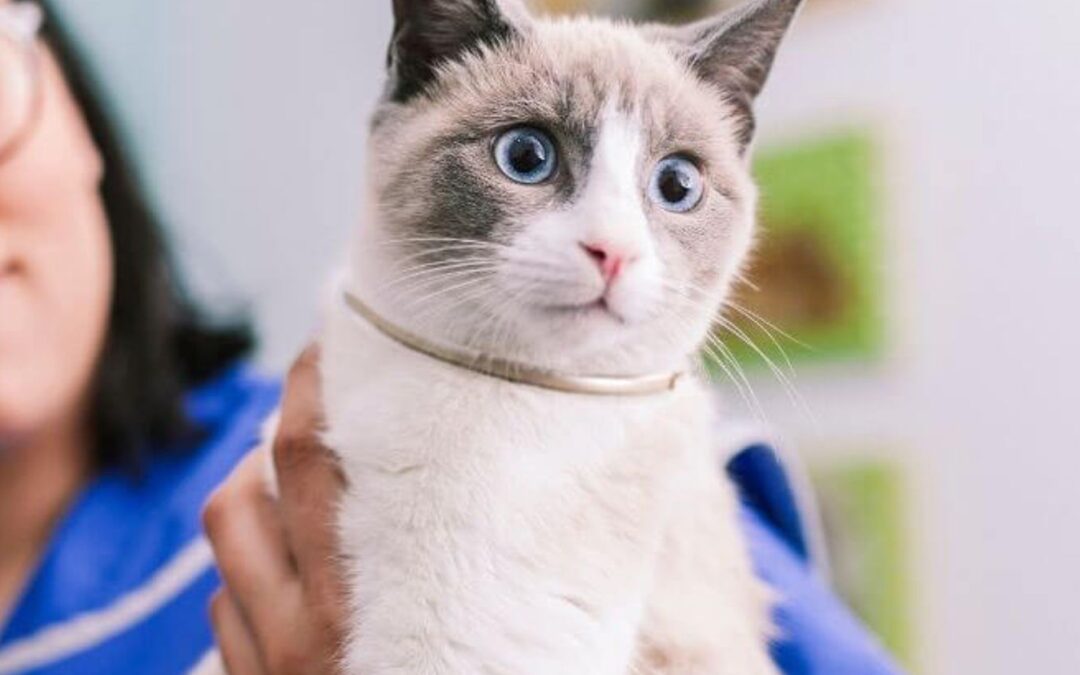 a vet holding a white cat