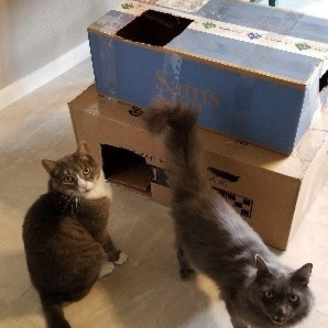 Cats playing with boxes