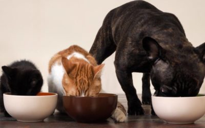Grain Free and ‘boutique’ Diets-is Your Pet at Risk?