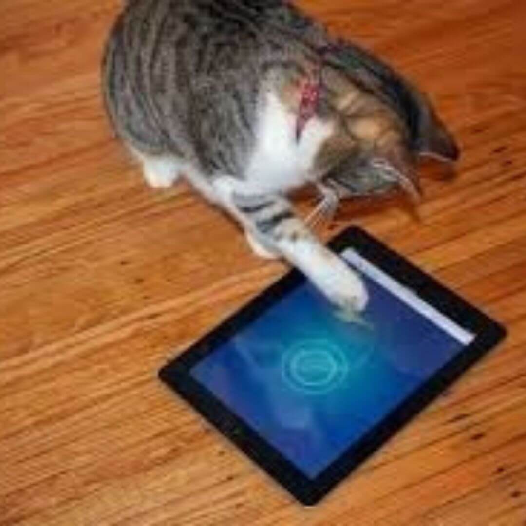 Cat playing game