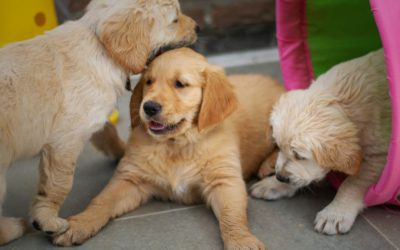 Part Two of Puppy Socialization; the Key to a Well-Balanced Adult Dog