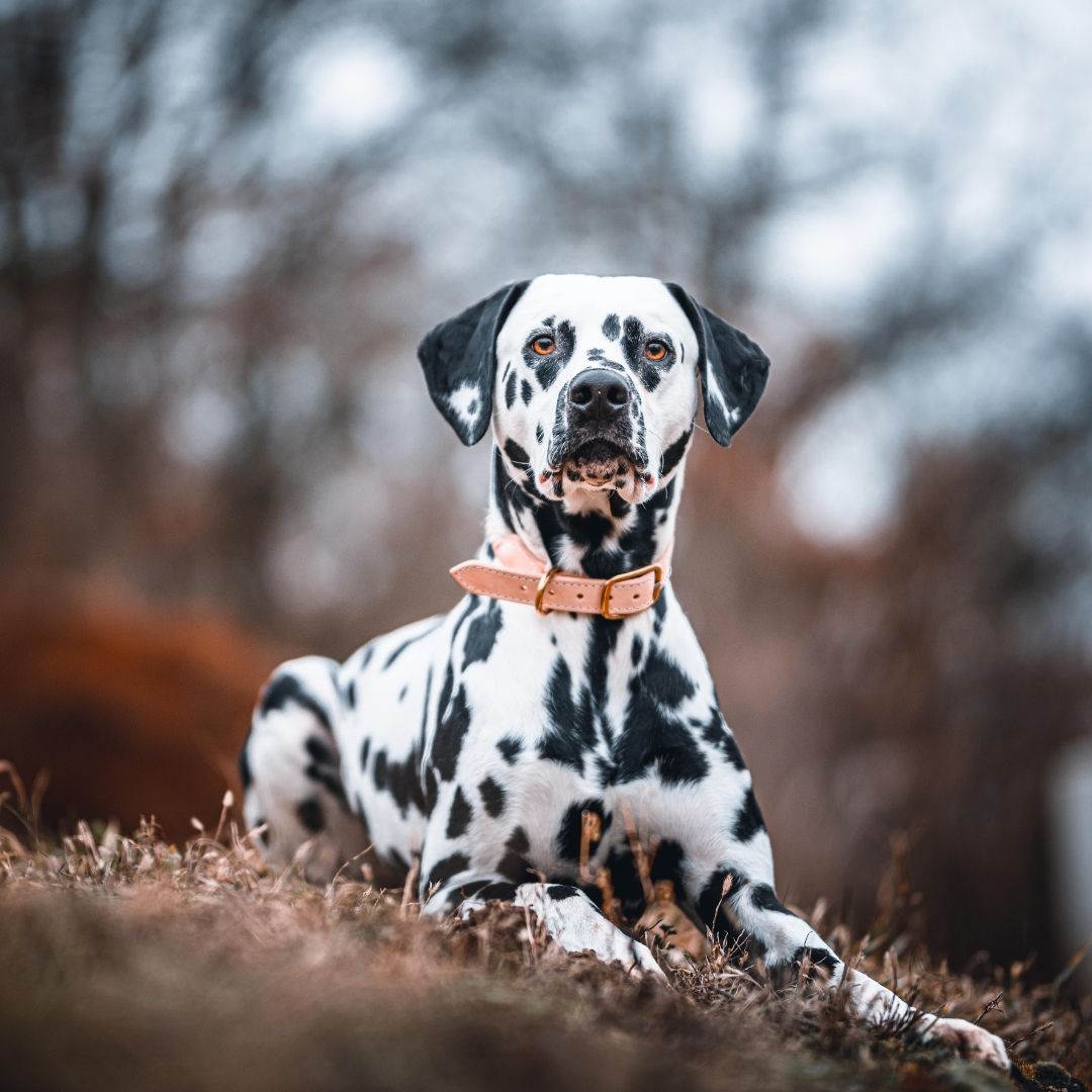 A long black and white dog