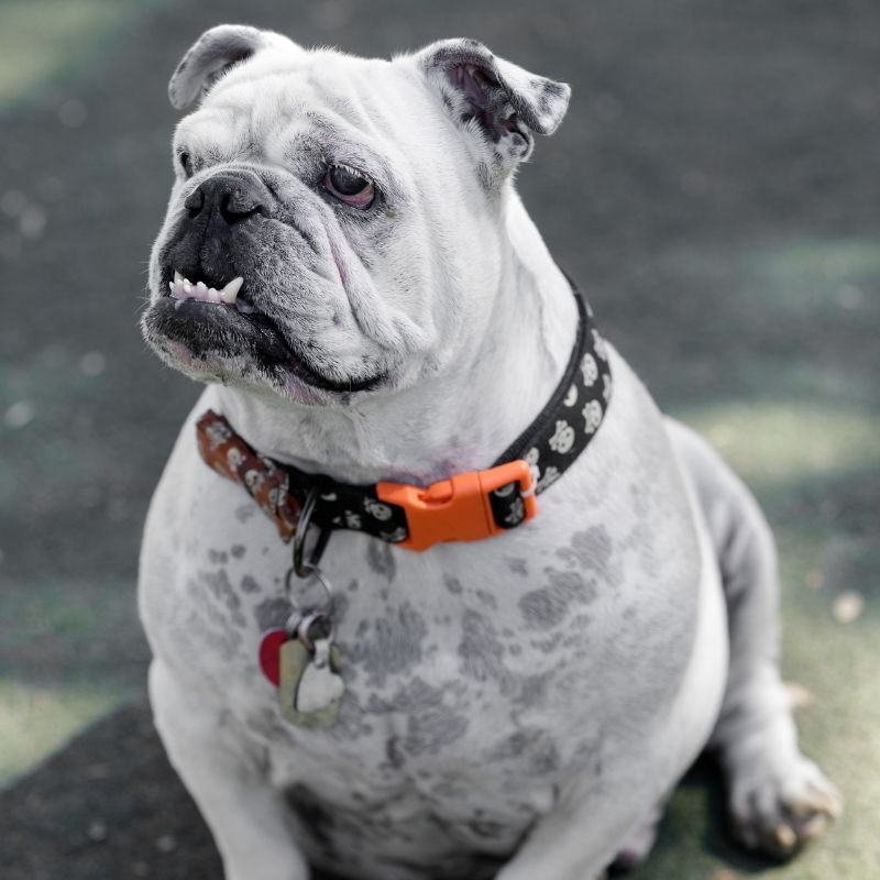 Bulldog sitting on a grass field