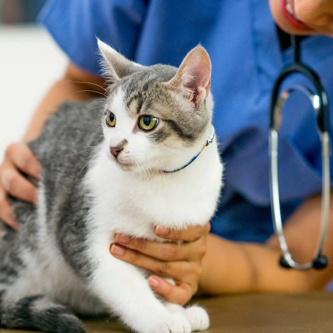 Woman in blue shirt holding a cat