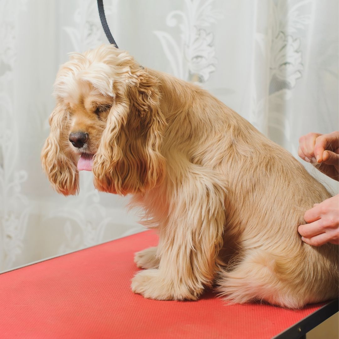 dog receiving a grooming service in abilene