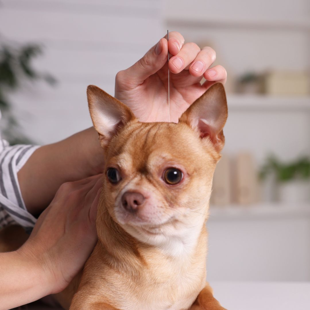 A vet holding hand of a white dog