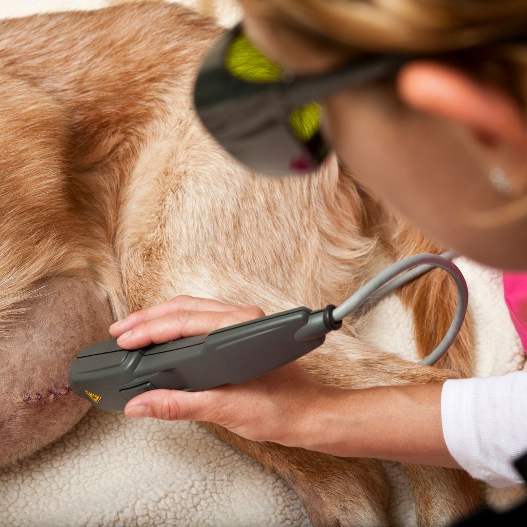 pet laser therapy service