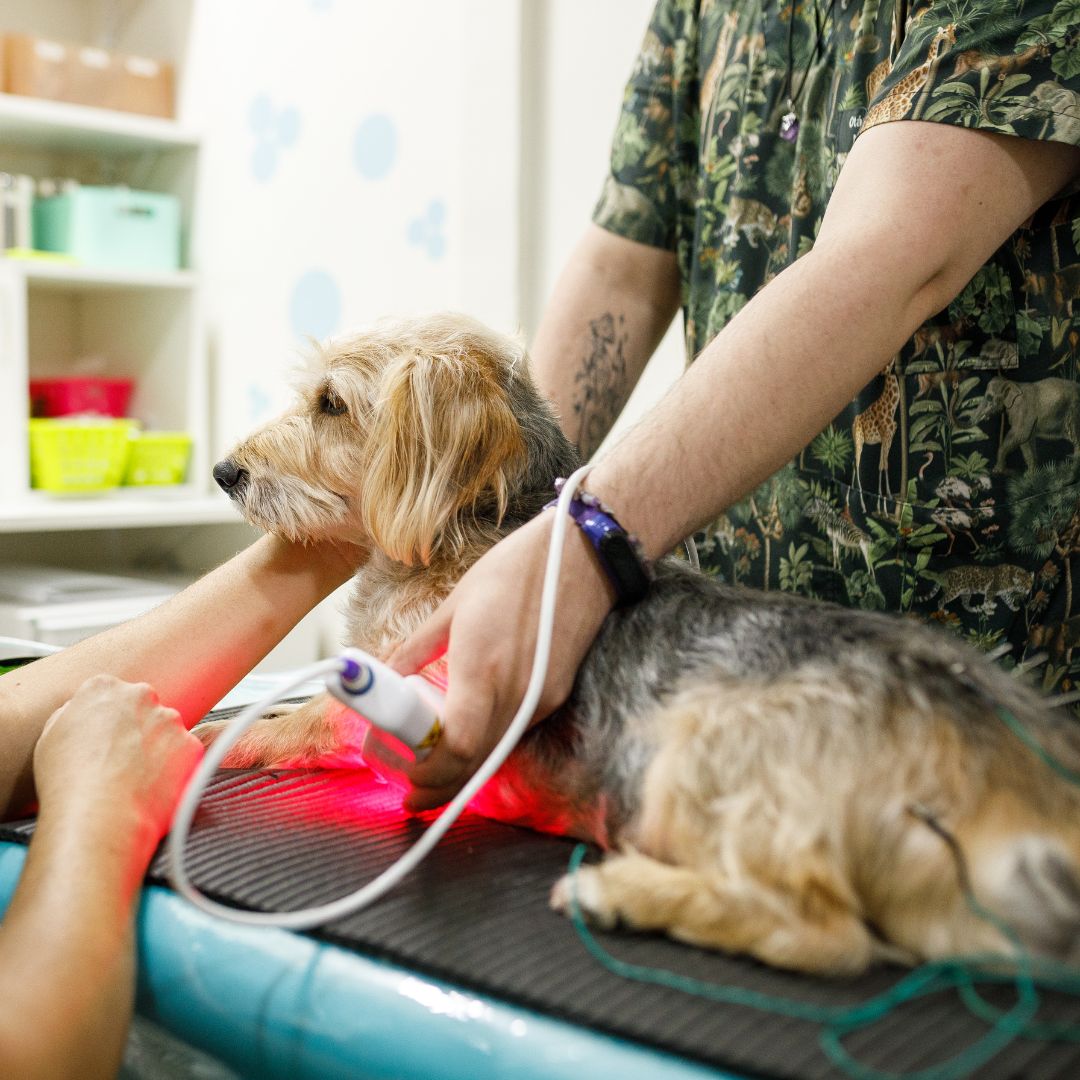 A vet holding hand of a white dog