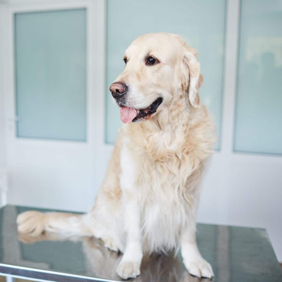 Golden Retriever sitting on a vet's exam table