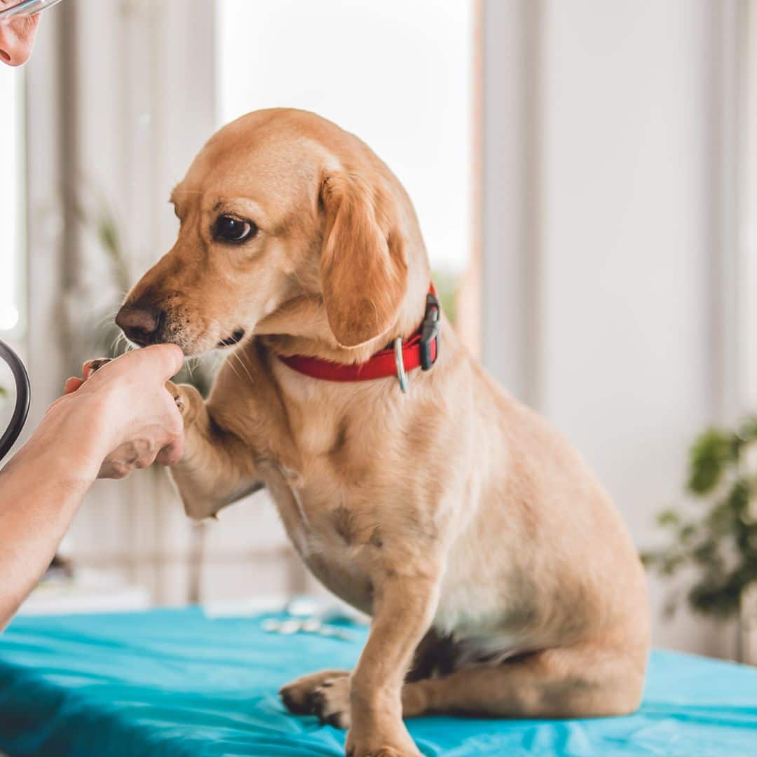 A veterinarian examining dog