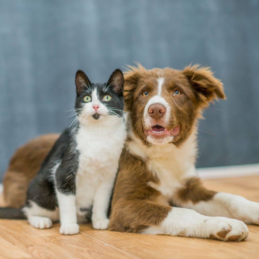 A cat and a dog sitting together