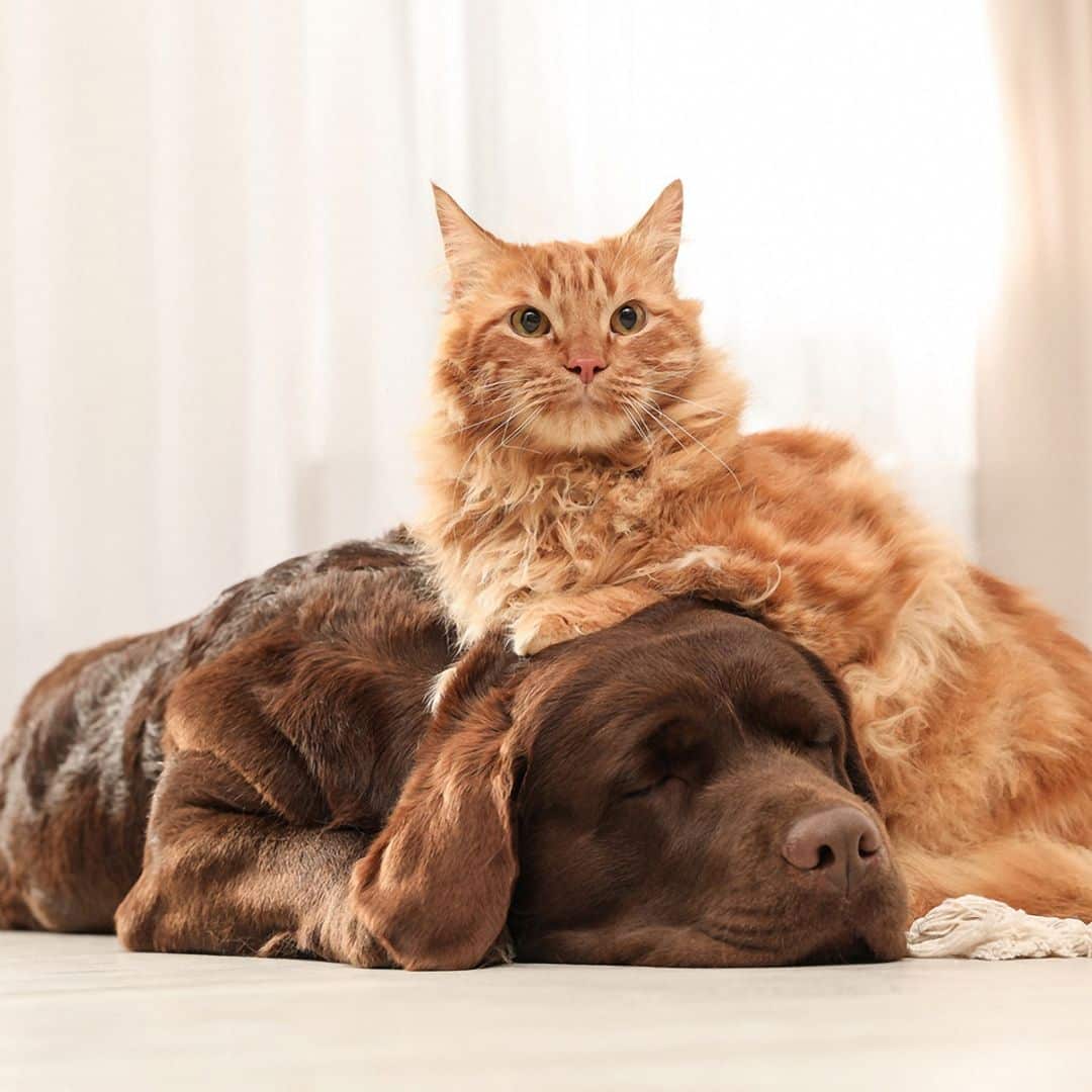 Fluffy orange cat sitting atop a sleeping brown dog on a soft, light floor.