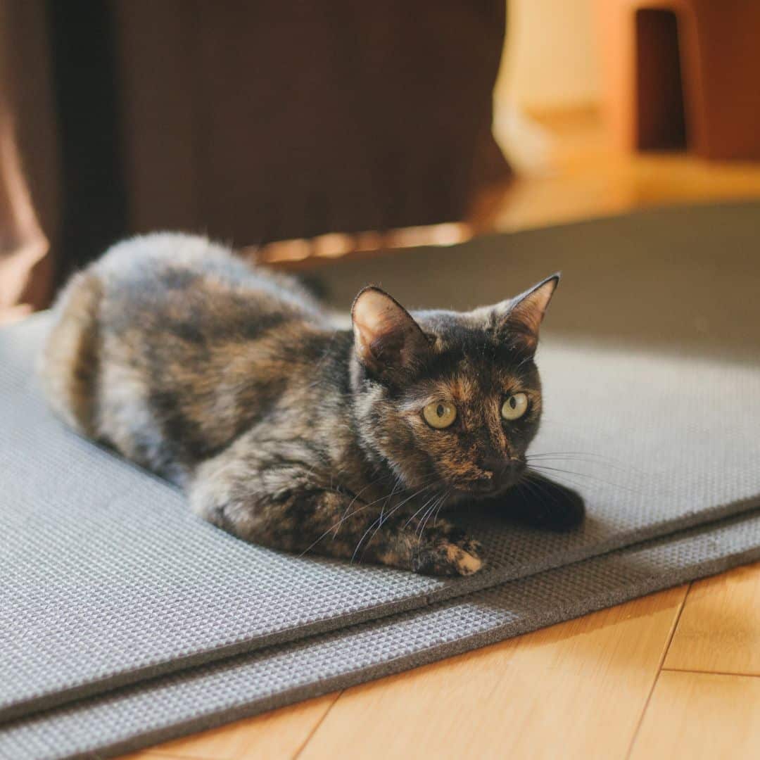 A tortoiseshell cat with green eyes lies on a gray rug against a wooden floor.