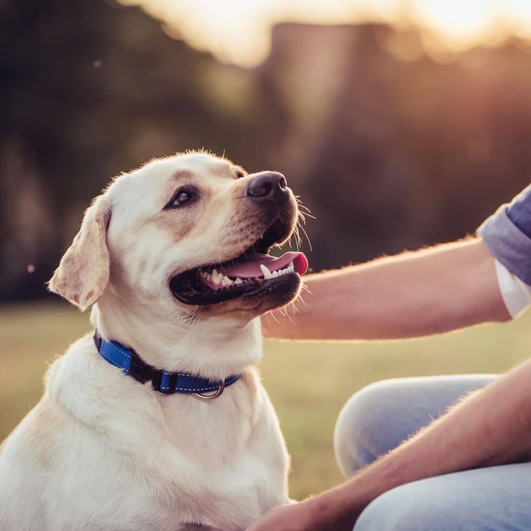 A happy Labrador with a blue collar sits in a park, lovingly petted by a person at sunset